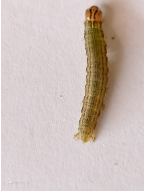 永州道县发现粘虫为害春玉米